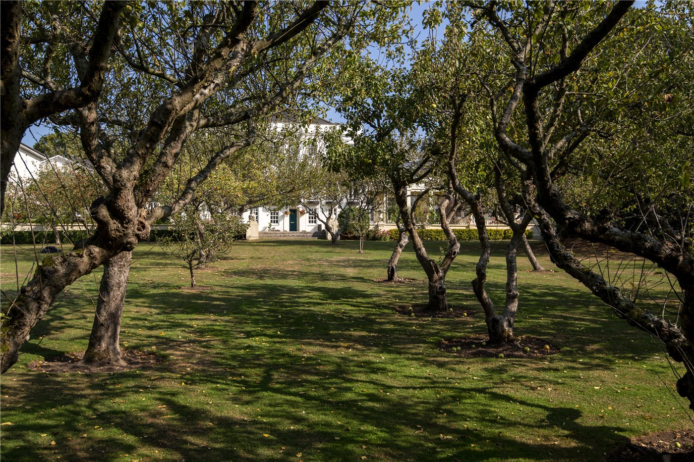 Orchard